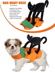 Pet Costume Pumpkin Black Cat